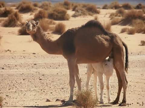 Morocco desert travel memory 14