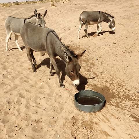 Morocco desert travel memory 15