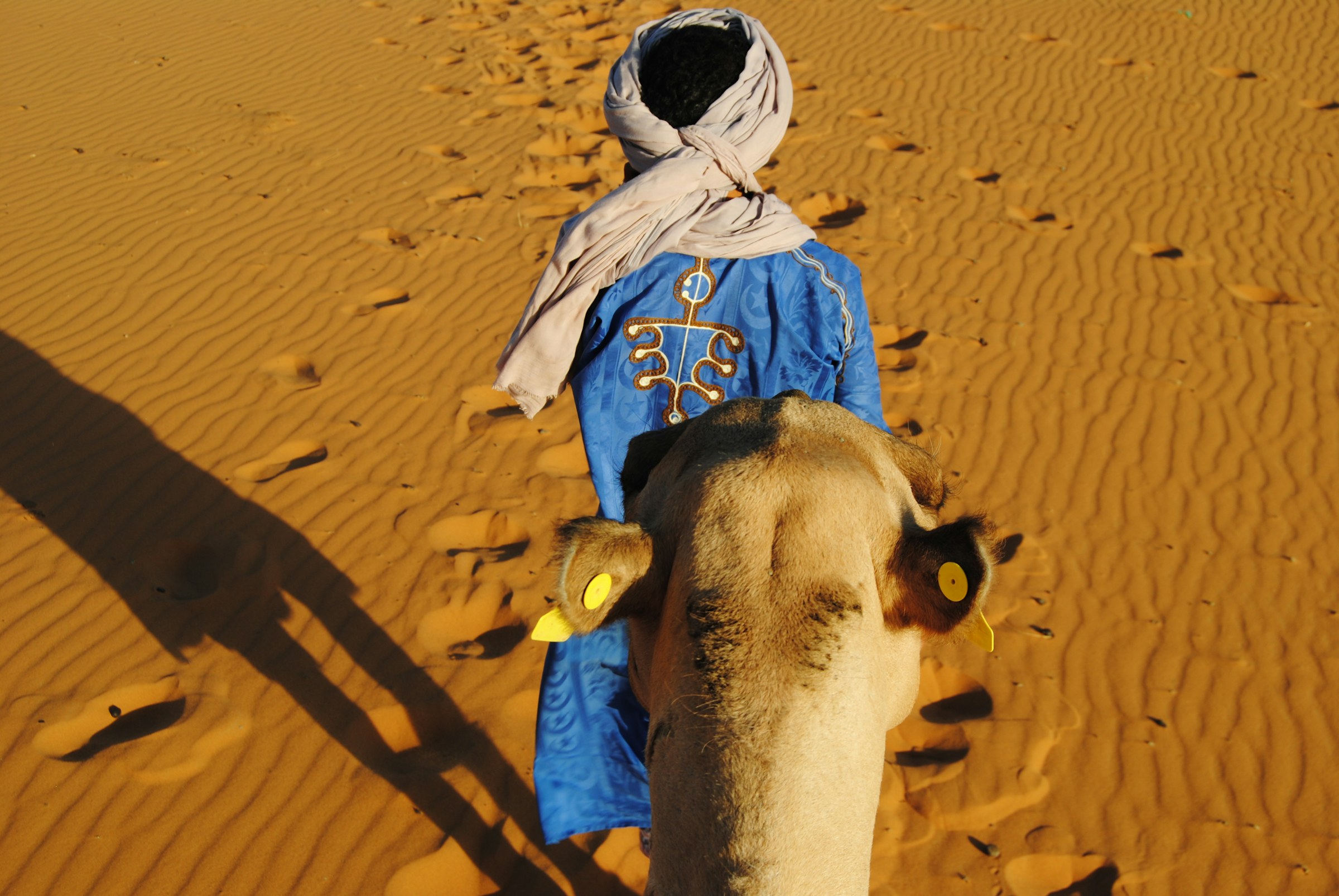 A desert guide leading a camel across the golden Sahara dunes